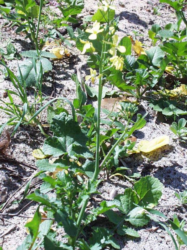 عکسهای خردل قهوه ای Brassica juncea 3